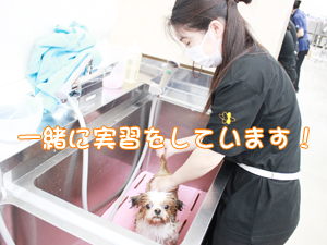 学校のモデル犬とトリミングをがんばっています♪